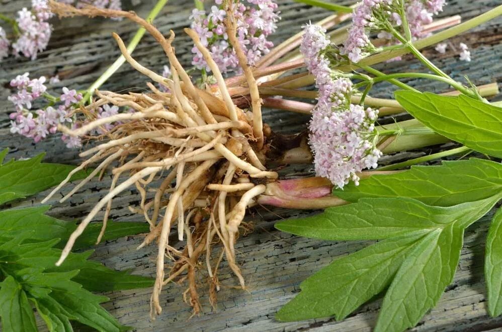 valeriana erroa Welltone-en